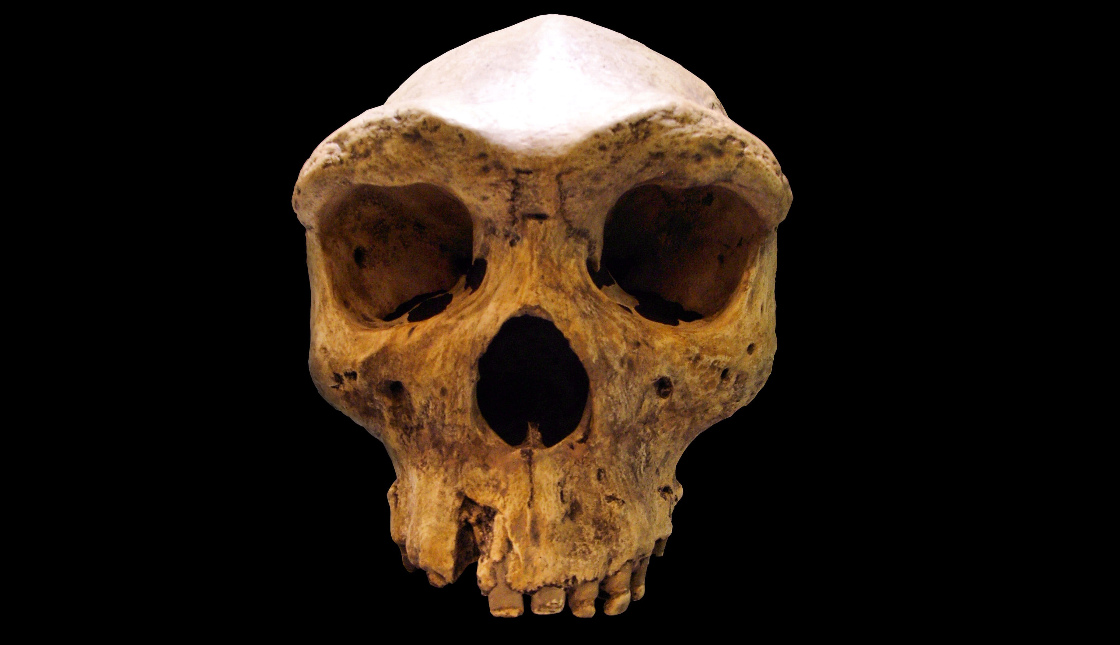Ainsi est né Homo bodoensis, notre ancêtre supposé – Hommeni' Sciences